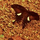 Papilio helenus           .DSC_8218