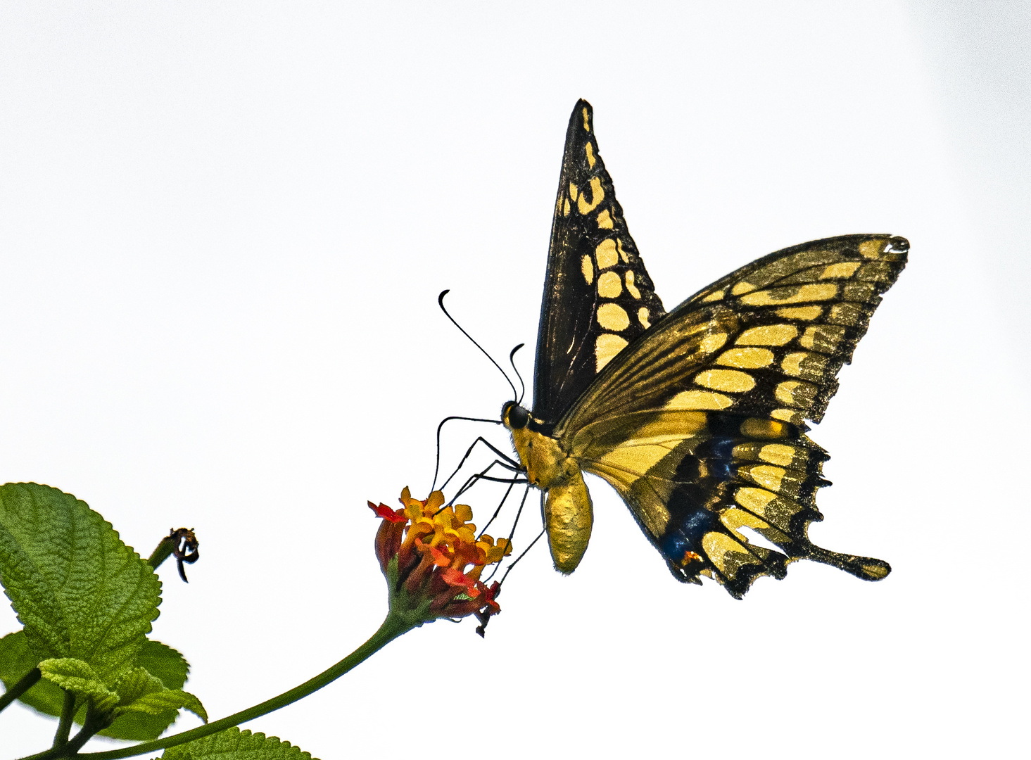 Papilio Homothoas