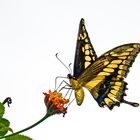 Papilio Homothoas