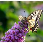 Papilio im Licht