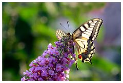 Papilio im Licht