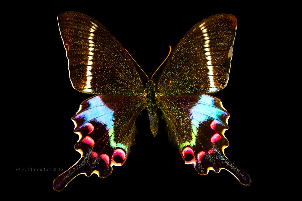 Papilio krishna