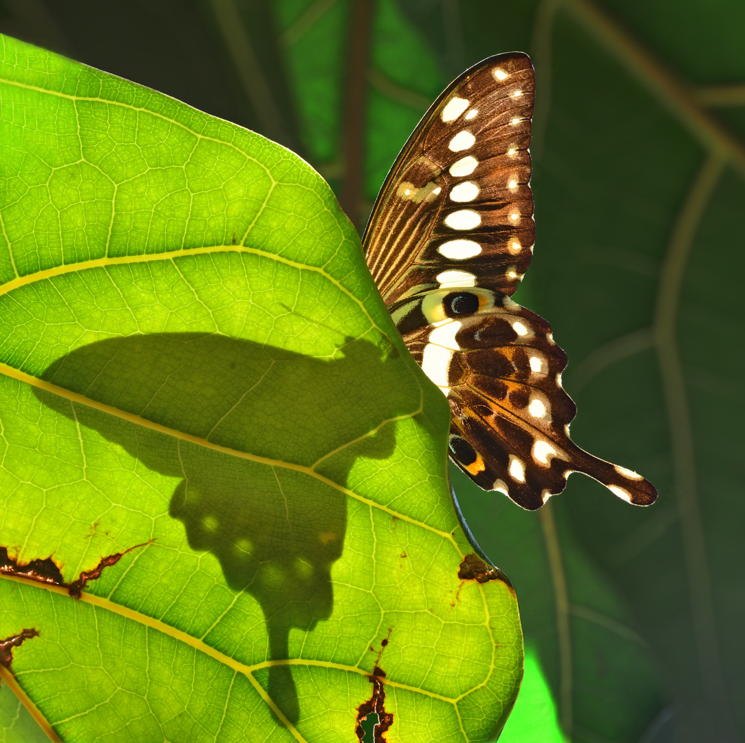 Papilio lormieri