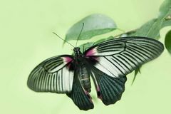 Papilio lowi ( Asian swallow tail)