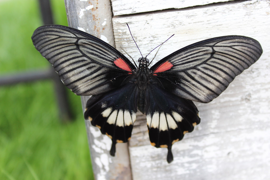 Papilio lowi- großer Mormonfalter   