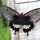 Papilio lowi- großer Mormonfalter   