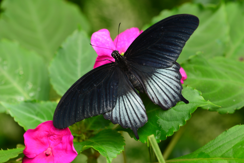 Papilio lowi mâle photo et image | animaux, zoo et animaux en captivité