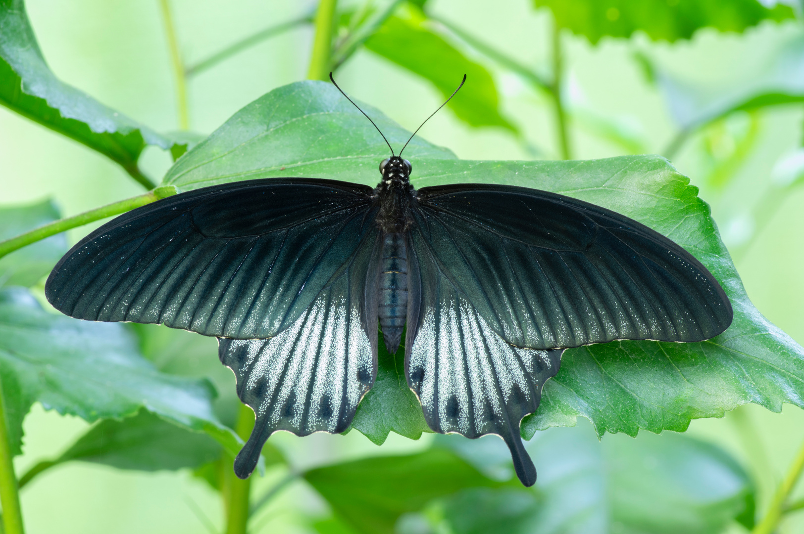 Papilio lowii