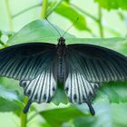 Papilio lowii