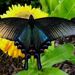 papilio maackii 2