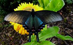 papilio maackii 2