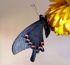 papilio maackii