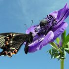 . Papilio maackii .