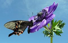 . Papilio maackii .