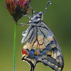 Papilio Macaon