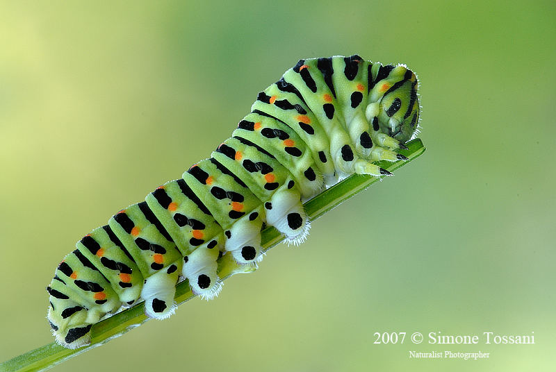 Papilio Macaone