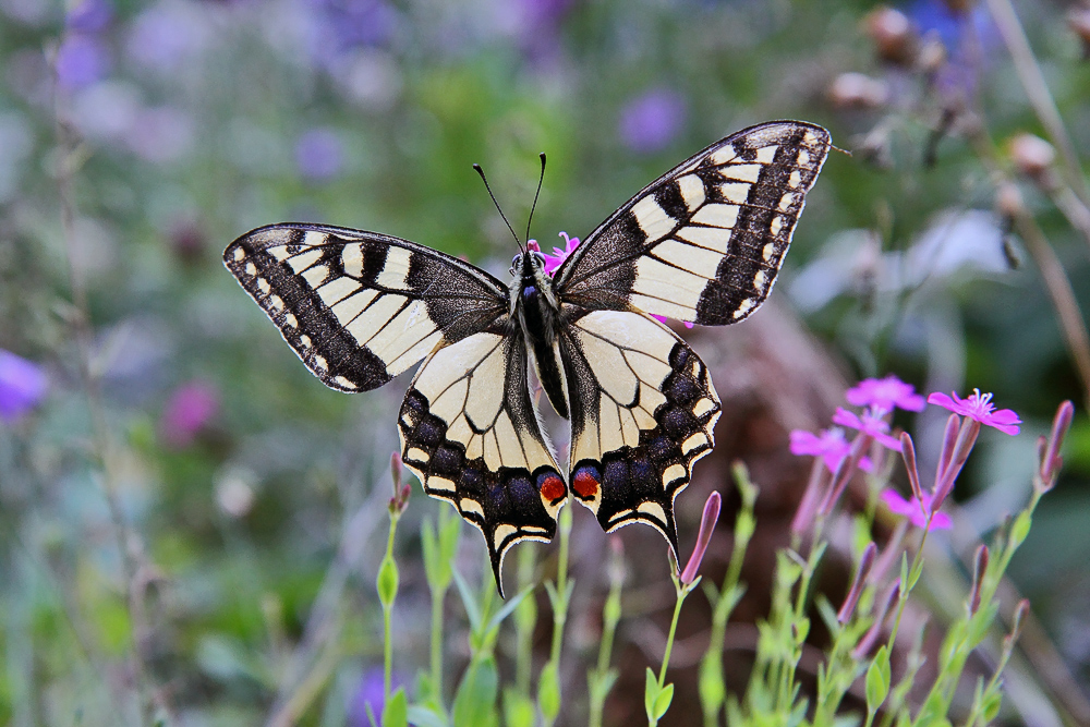 Papilio machanon bei seinem Morgenbesuch
