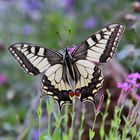 Papilio machanon bei seinem Morgenbesuch