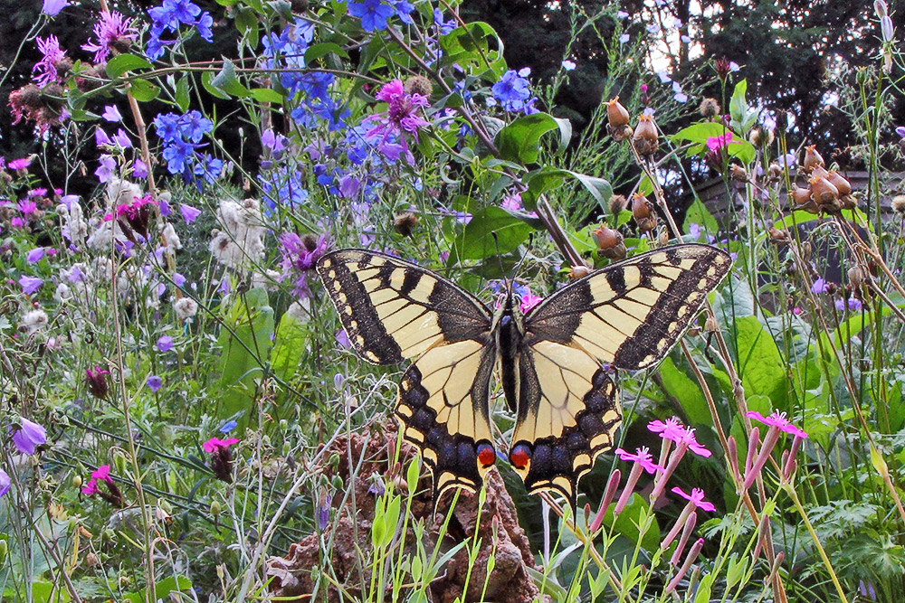 Papilio  machanon - Schwalbenschwanz mit 17mm aufgenommen...