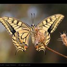 Papilio machaon