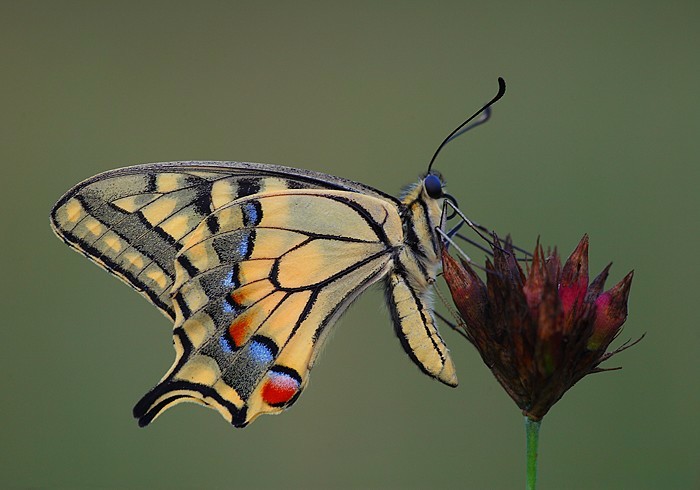 Papilio machaon