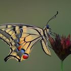 Papilio machaon