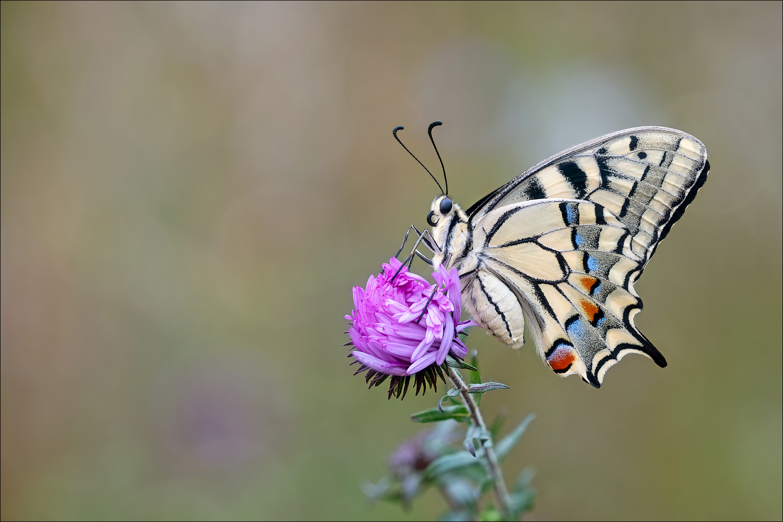 Papilio machaon