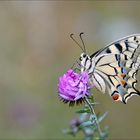 Papilio machaon