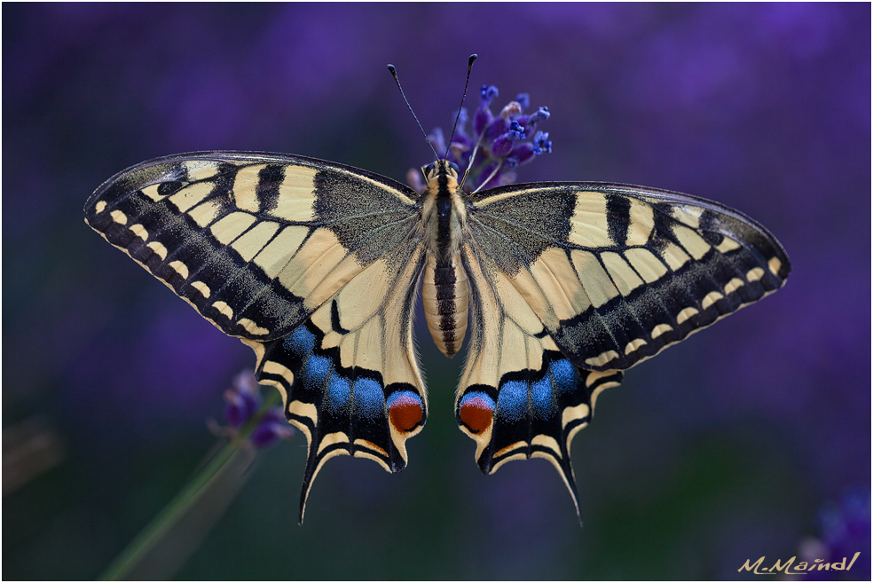 Papilio machaon