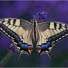 Papilio machaon