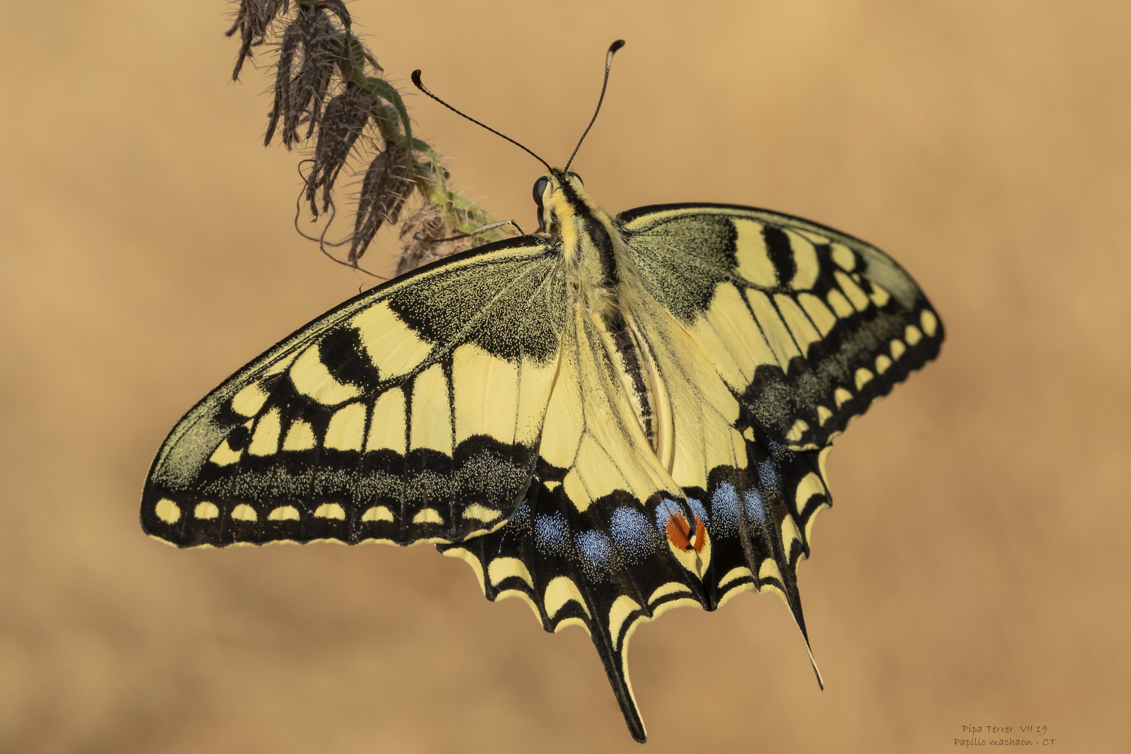 Papilio machaon