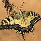 Papilio machaon