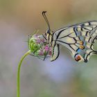 Papilio machaon