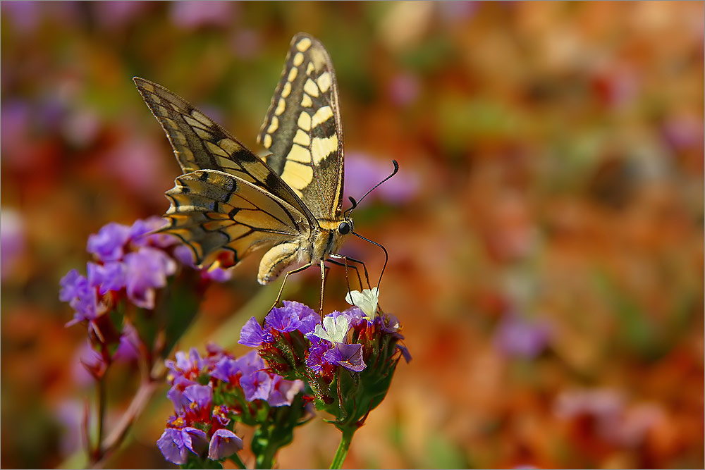 "Papilio machaon"