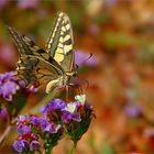 "Papilio machaon"