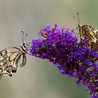 Papilio machaon