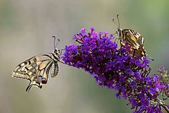 Papilio machaon