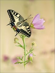 Papilio machaon