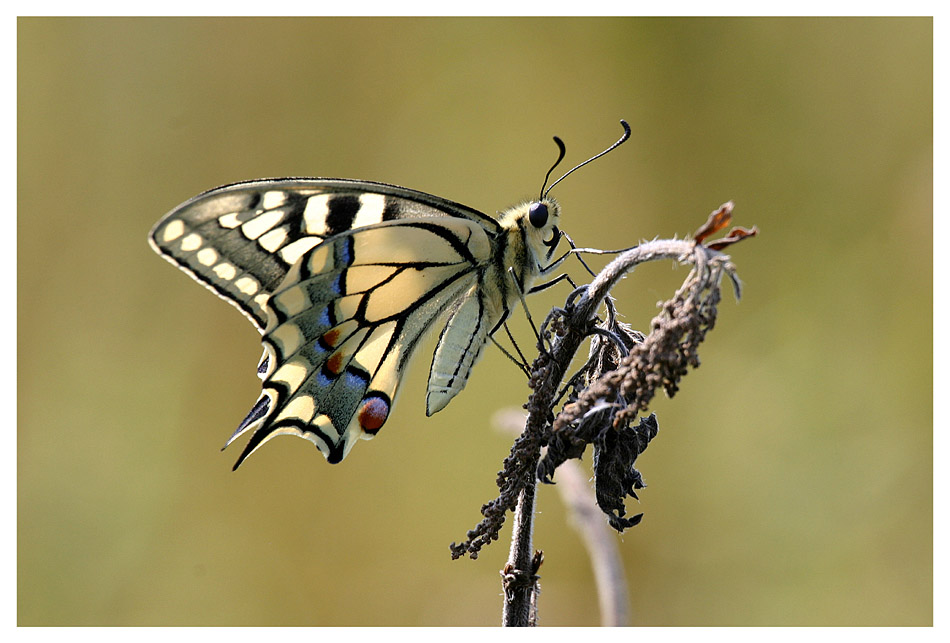 Papilio machaon