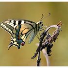 Papilio machaon