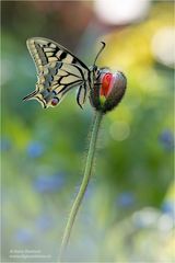 Papilio machaon