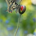 Papilio machaon