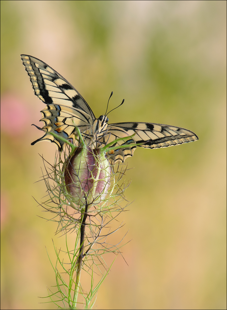 Papilio machaon