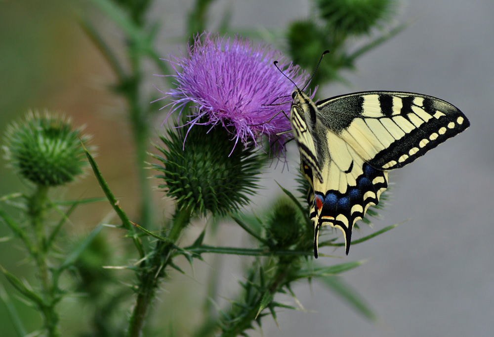 Papilio machaon