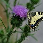 Papilio machaon