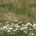 Papilio machaon 1