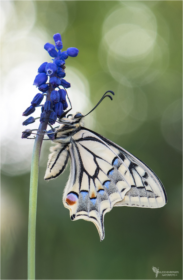 Papilio machaon 1. Generation 2017