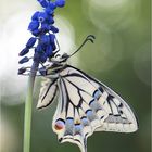 Papilio machaon 1. Generation 2017