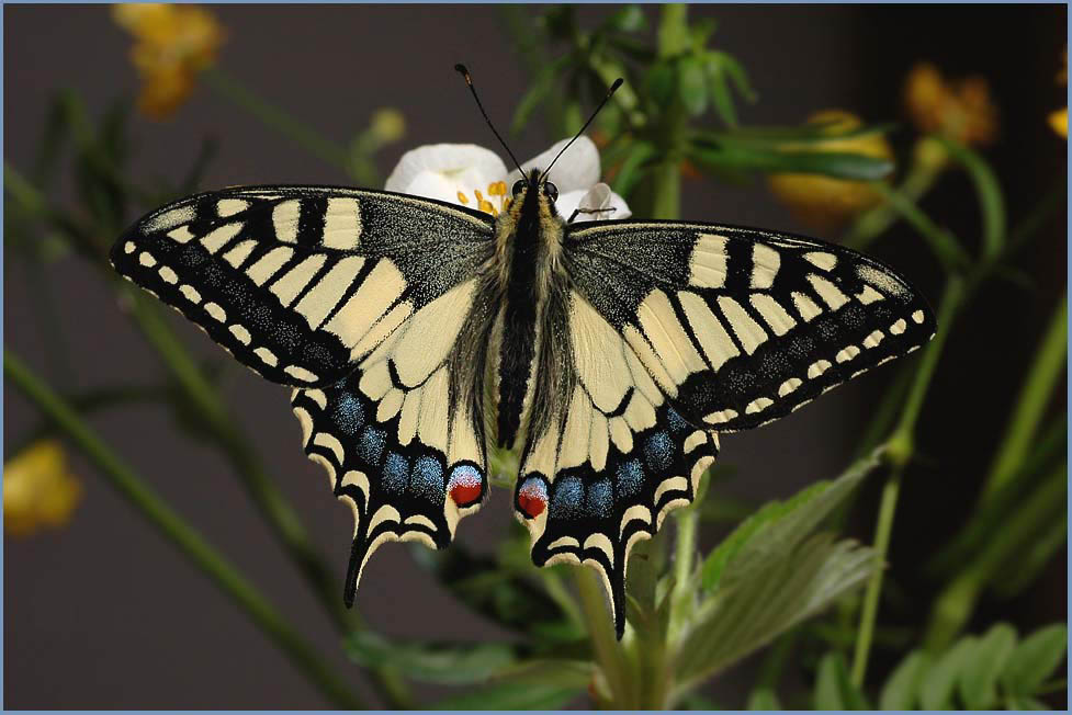 Papilio machaon