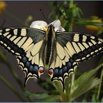 Papilio machaon